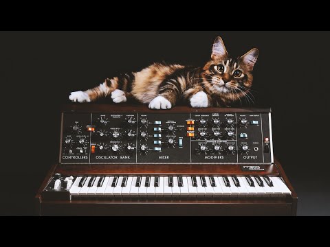 SYNTHS AND CATS