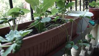 How To Plant Strawberry Runners In Containers