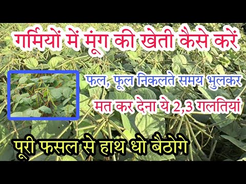 मूंग की खेती में भूलकर भी मत करना ये गलतियां पैदावार घट जाएगी।गर्मी में मूंग की खेती।#मूंग