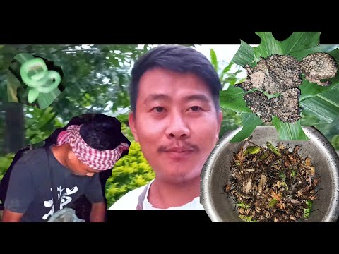 Went searching for Grasshopper, cricket | Rural Delicacy