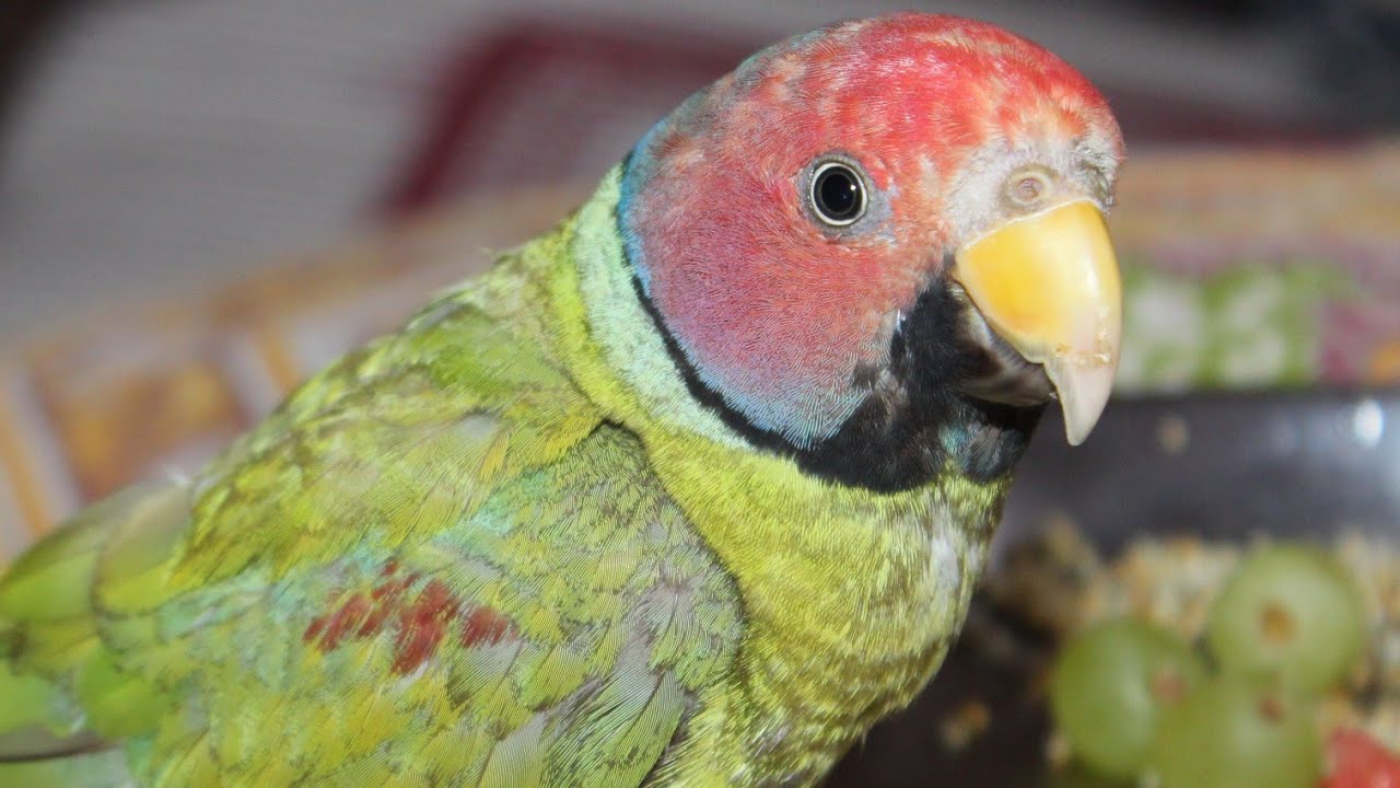 Plum Headed Parrots eating Plum fruit YouTube