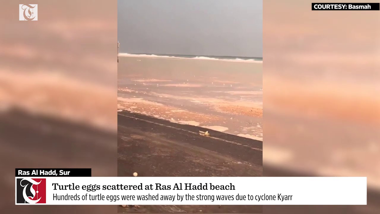 Turtle eggs scattered at Ras Al Hadd beach