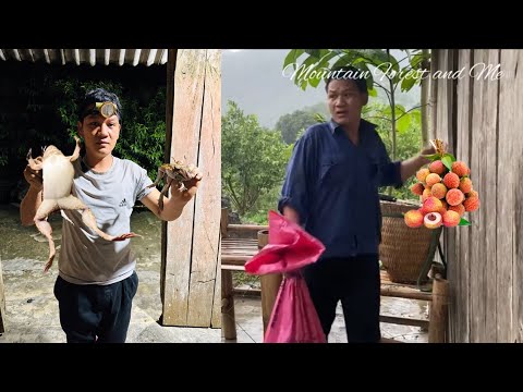 Video: Vrijeme berbe ličija: kako i kada ubrati voće ličija