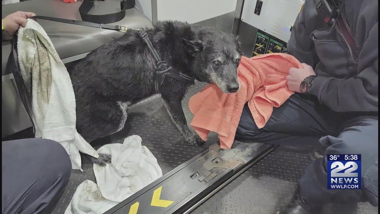 East Longmeadow Fire Department rescue dog stuck in mud - YouTube