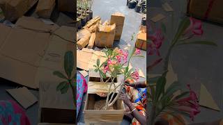 With soil , with flower Adeniums delivery access😳😳 #adeniumsale #bestadeniums #withflowers