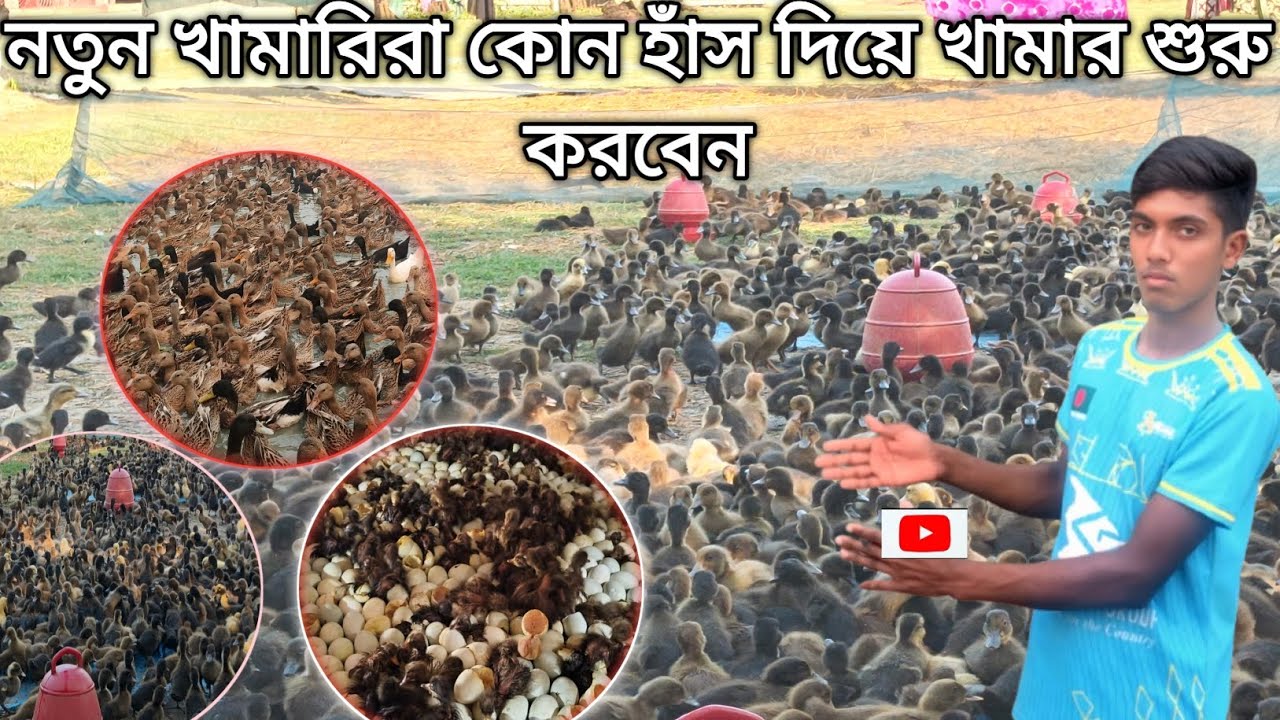 নতুন খামারিরা কোন হাঁস দিয়ে খামার শুরু করবেন। #duck farm# duck business#duck sales#duck broading#