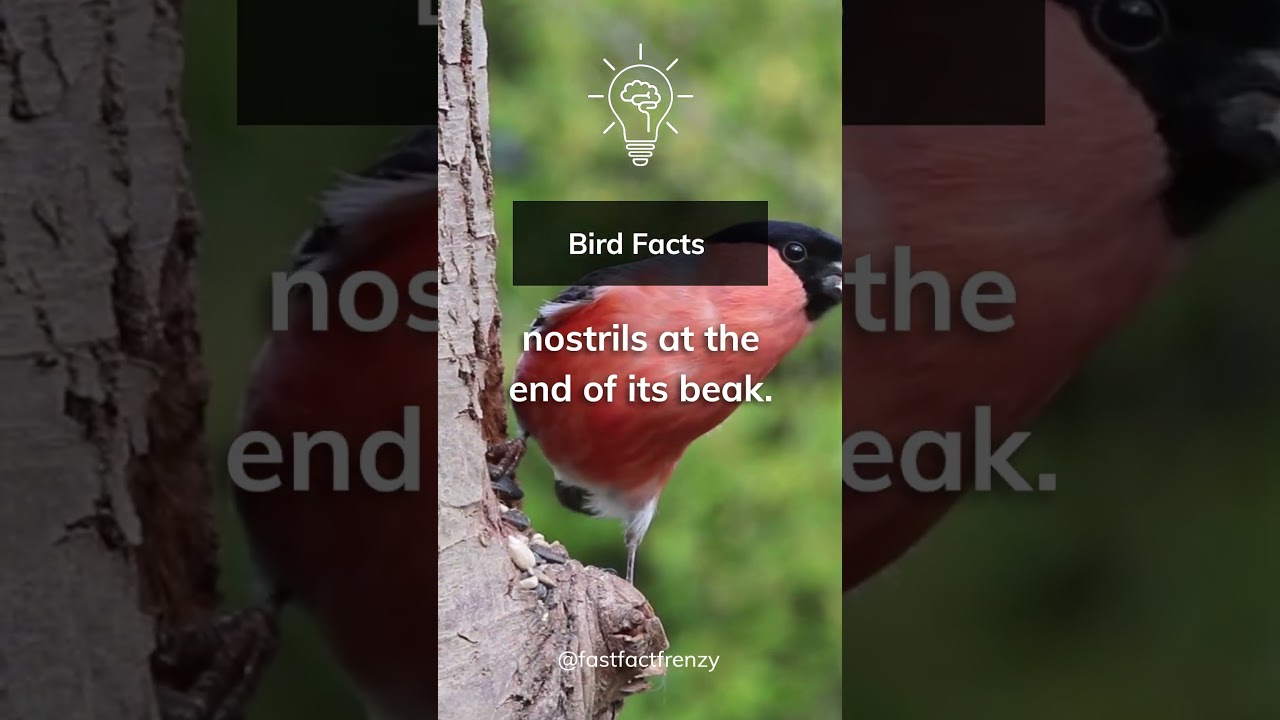 Why does the kiwi bird have nostrils at the end of its beak? 