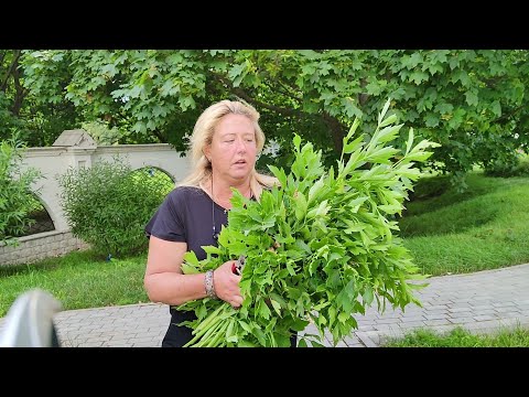 Видео: Деление любистока - Как делить любисток травянистый