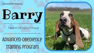 Barry | 7 Month Old Bassett Hound | Advanced Obedience Board and Train Program | Manners Training |