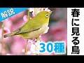 超入門!春に見る鳥30種【解説・鳴き声】