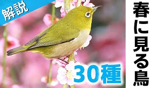 超入門春に見る鳥30種【解説・鳴き声】