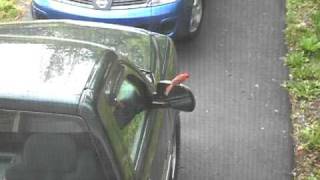 Cardinal Attack