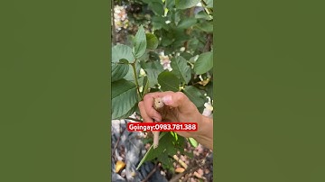 Kéo cắt tỉa trên cao tiện lợi. Tỉa cành cây cảnh, cây ăn quả, cây đô thì đều ngọt..!!