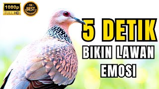 SUARA TEKUKUR GACOR DOR PALING AMPUH UNTUK PIKAT DERKUKU LIAR