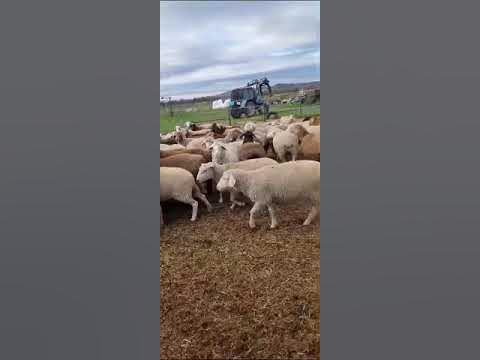 Кормушки под рулоны сена для овец и коз - YouTube