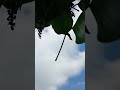 #nature #shorts #youtubeshorts #shortvideo