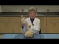 Cortical Localization: Neuroanatomy Video Lab - Brain Dissections