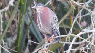 Green Heron resting and giving soft calls screenshot 1