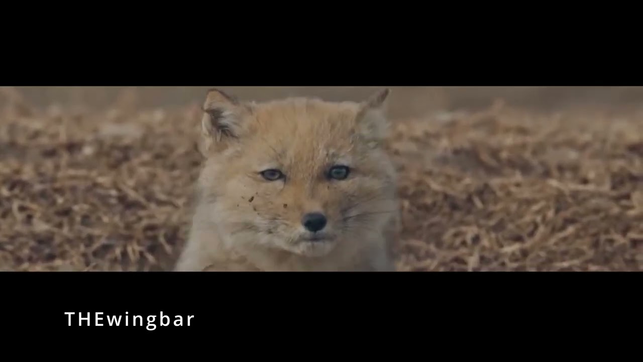 It turns out that the square face of the Tibetan fox is sharpened by the years