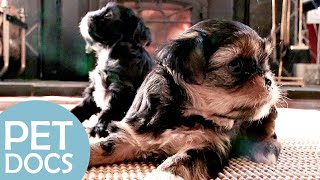 Perfect Companion for Family's First Dog | Pick A Puppy | Pet Docs