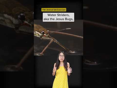 Water striders are HORRIBLE boyfriends #fact #science #insects