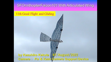 サーボ駆動ハヤブサ型羽ばたき機 SFOFalcon101 32g with New Articulated wings 11th Good Flight and Gliding