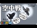 0912【カラスが猛禽類に襲われる、新米食べる】チョウゲンボウの飛翔と鳴き声、カルガモの奇形と米泥棒、キセキレイ。鳥の飛び方　#身近な生き物語　#チョウゲンボウ　#カラス