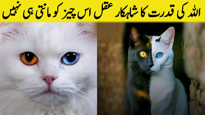 Watch the video about Top 5 Most Beautiful and Expensive Cat Breeds in the World | Luxury Pets for Feline Enthusiasts