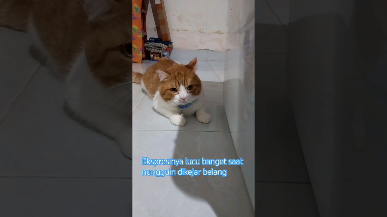 Gemas banget ekspresi oyen saat nunggu dikejar belang