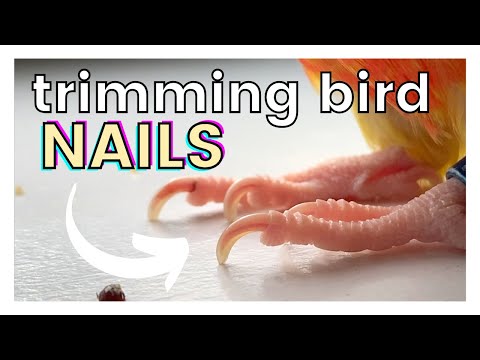 Video: Kā klipsēt / apgriezt papagailis nagus