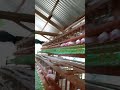 low cost rtl chicken house