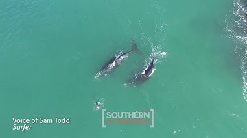 WHALES CHECK OUT PADDLEBOARDER AND SURFER