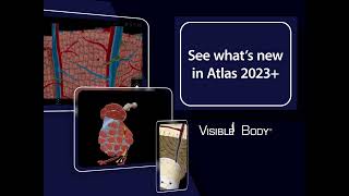 Human Anatomy Atlas 2023＋| A complete 3D reference!