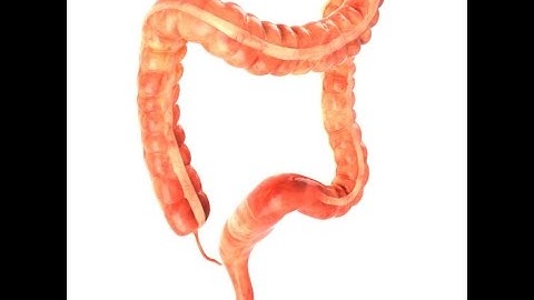 3D Model Human colon Animated at 3DExport.com
