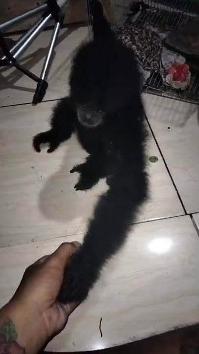 teriakan baby siamang