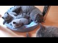 British shorthair kitten, K litter from Linagnis*LT cattery