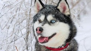 кто они ... ХАСКИ ?!))) кто они ... ХАСКИ ?!)))