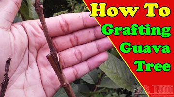 How to Grafting Guava Fruit Trees | Grafting Eamples