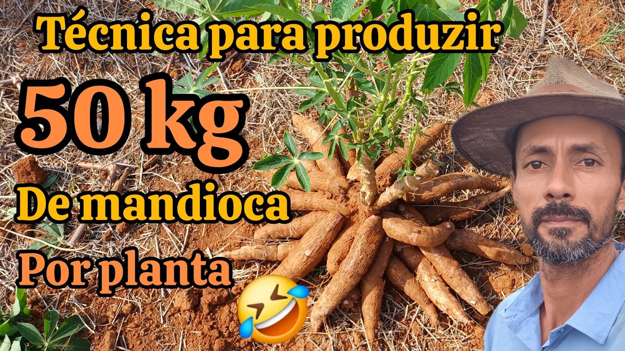 💰Técnica para aumentar a produção de raízes da mandioca,macaxeira ou aipim. 