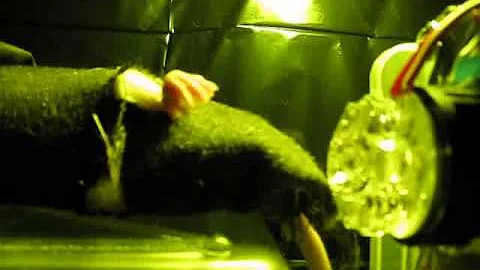 Light evoked Somatosensory Perception of Transgenic Rats That Express Channelrhodopsin-2 in DRG