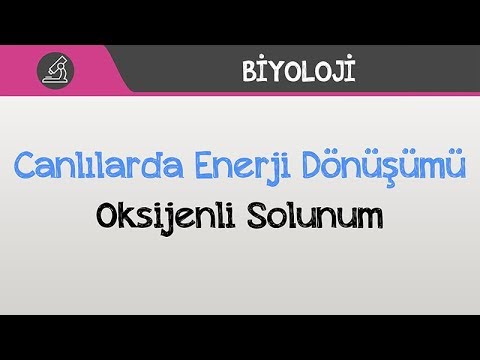 Canlılarda Enerji Dönüşümü - Oksijenli Solunum