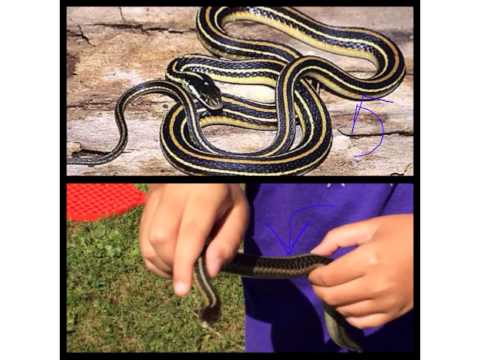 the difference between garter and ribbon snakes