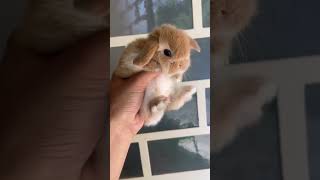 Baby In The Palm Of Your Hand, Rabbit, Lop Eared Rabbit, Rabbit