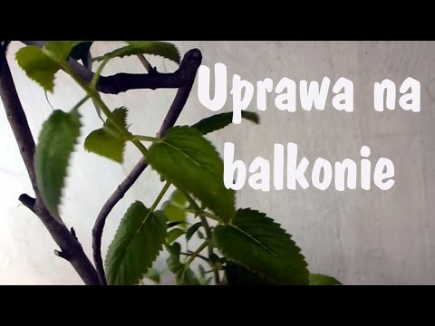 Video: Hvordan dyrker du Nepeta Cataria?