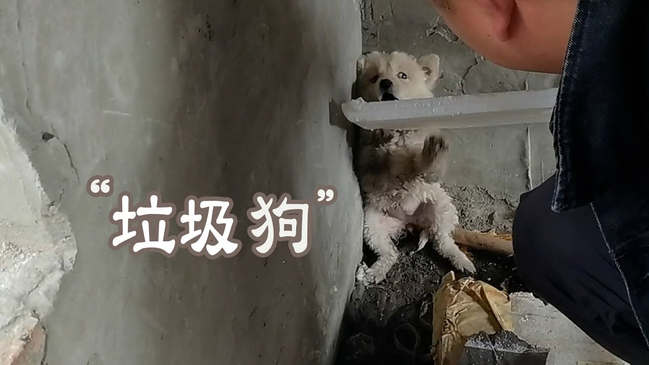 流浪狗骨瘦如柴像一只蝙蝠，被姑娘救助3個月後華麗逆襲！Stray dog ​​as skinny as a bat becomes handsome after being rescued