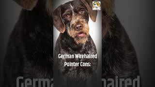 German wirehaired pointer Pros And Cons #shorts