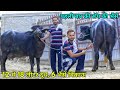 12 से 18 लीटर दूध की 6 भैंसें बिकाऊ। ब्रीड ऐसी के दिल खुश हो जाए। Raju Dairy Farm, Bathinda, Punjab