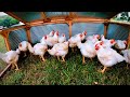 Raising Meat Chickens - How Much Does It Cost? | Pig Update!