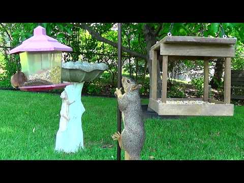 "Fight" David and Goliath - Squirrel vs Chipmunk Funny Fails
