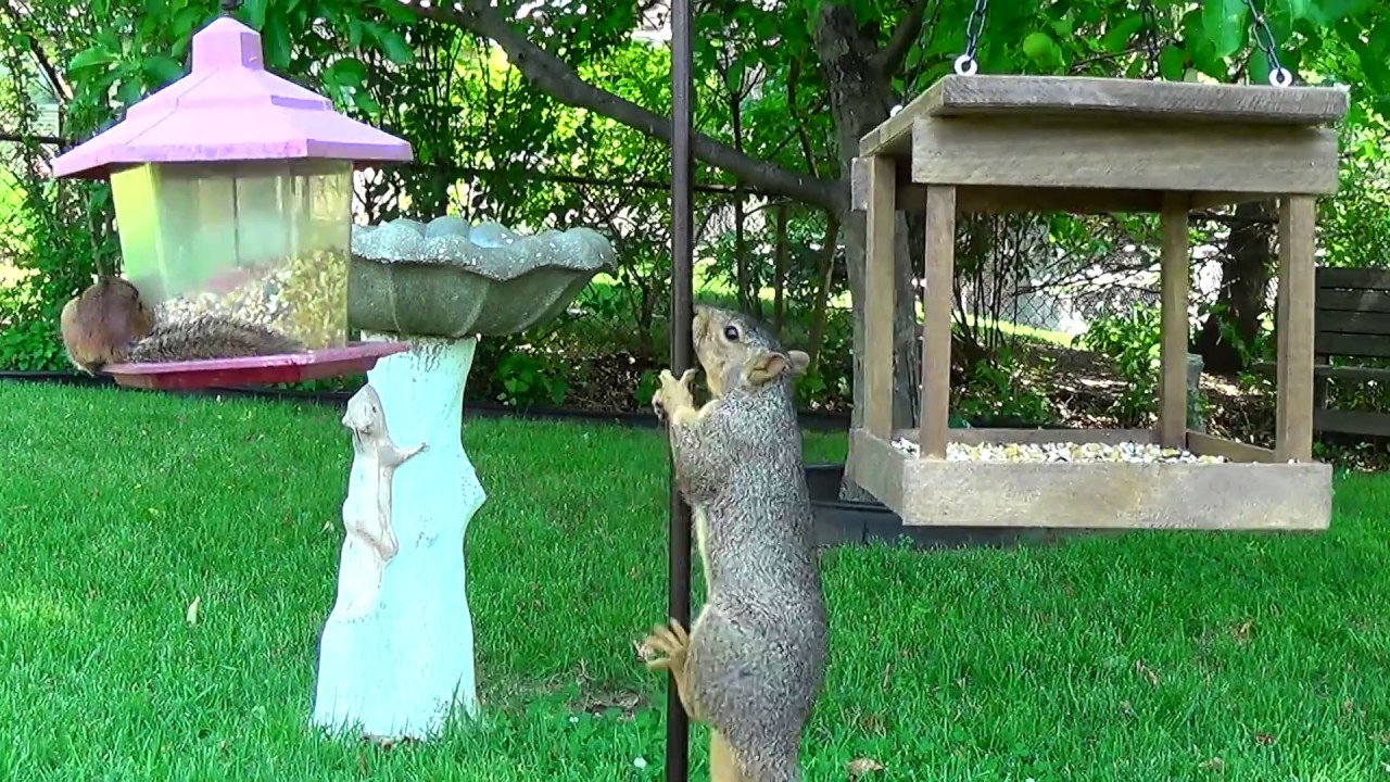 "Fight" David and Goliath - Squirrel vs Chipmunk Funny Fails